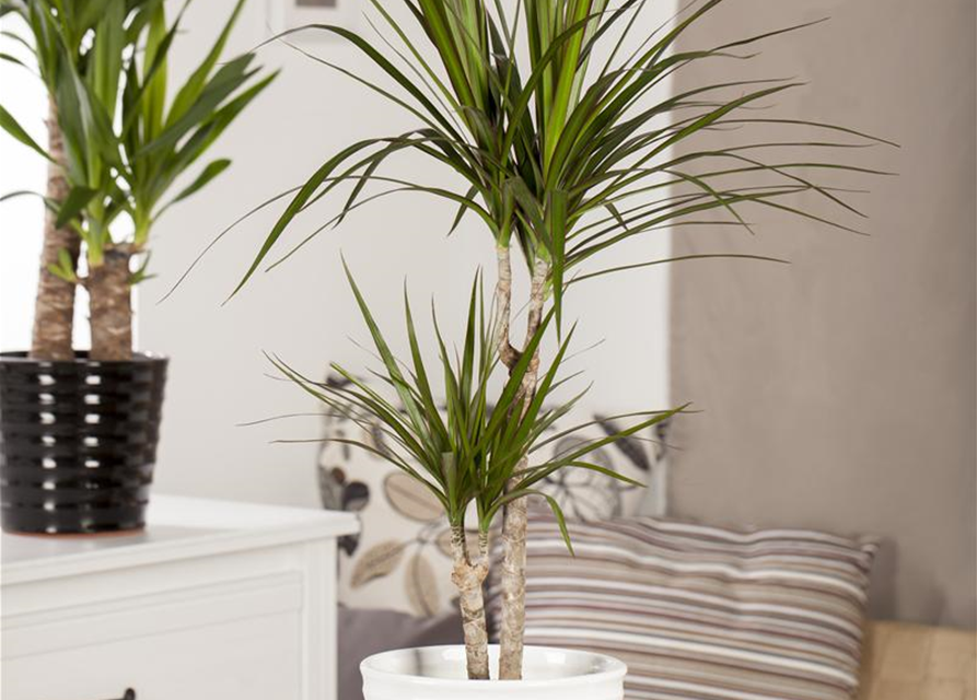 Dracaena fragans Compacta