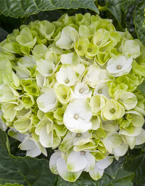 Hydrangea macrophylla Rosa