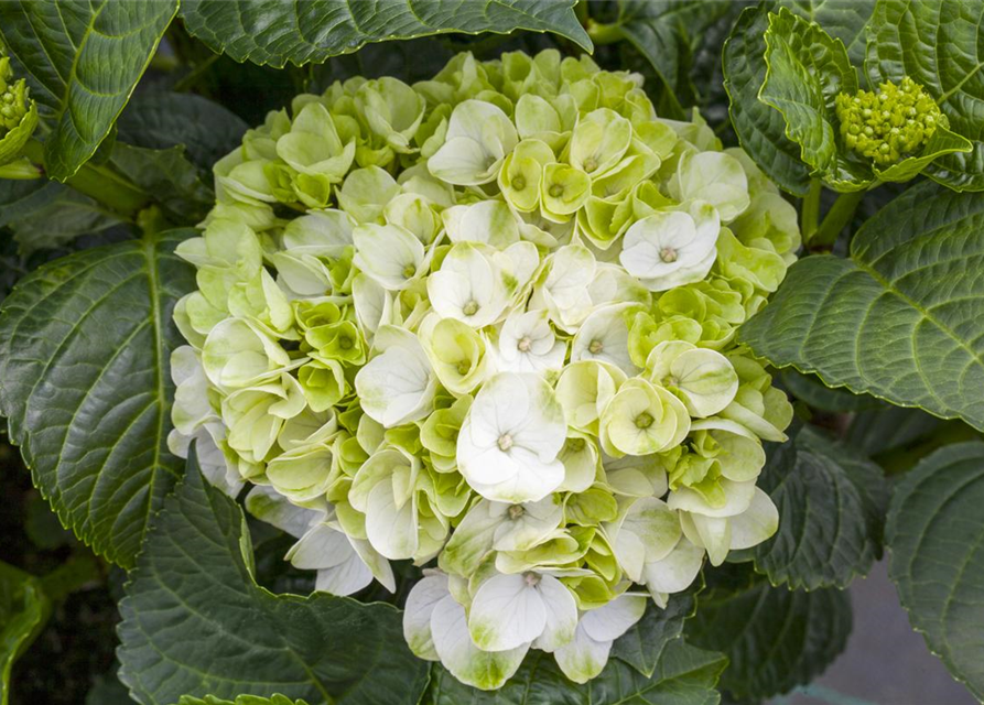 Hydrangea macrophylla Rosa