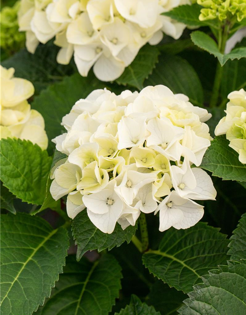 Hydrangea macrophylla Rosa