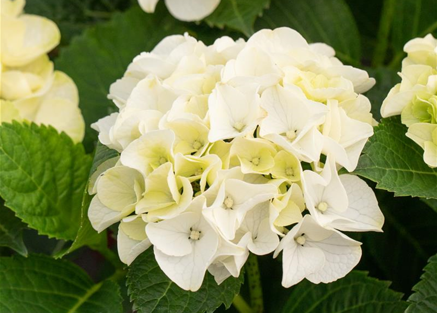 Hydrangea macrophylla Rosa