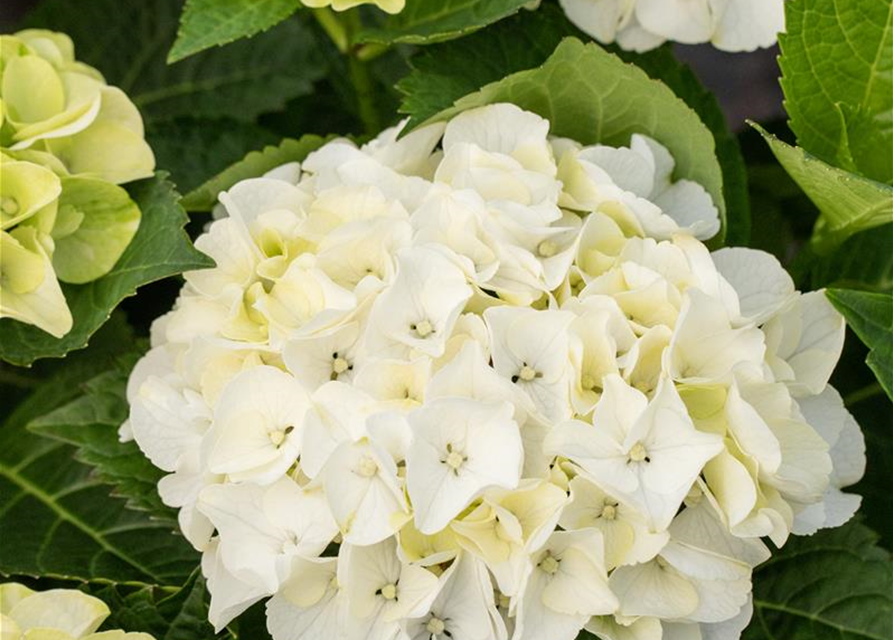 Hydrangea macrophylla Rosa