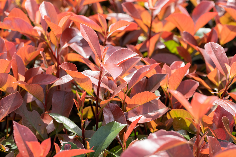 Photinia fraseri Red Robin, Glanzmispel - Grtnerei Schliebener
