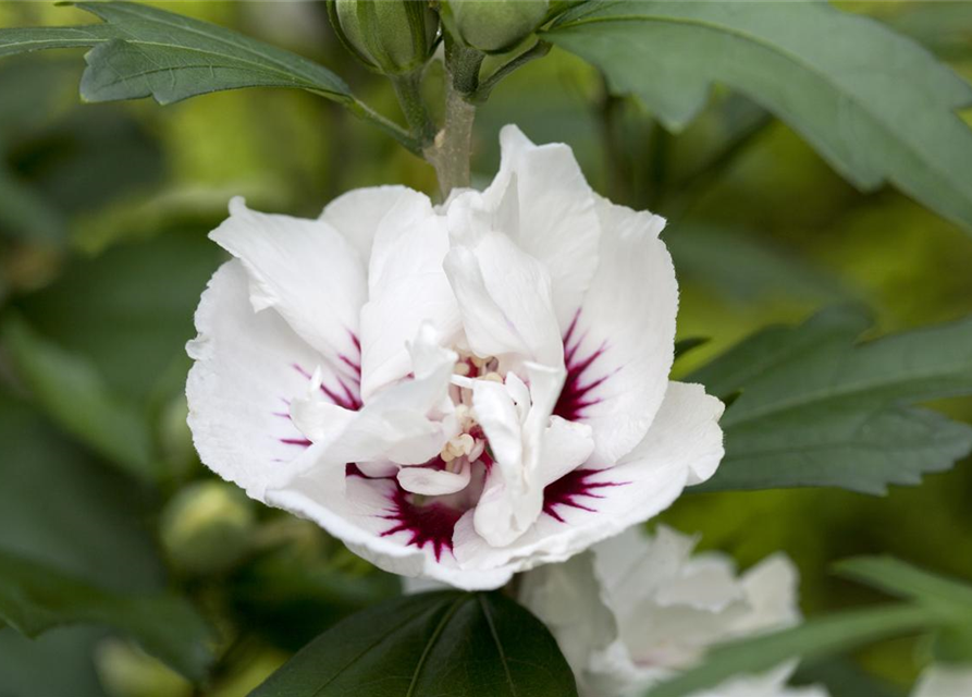 Hibiscus syriacus Speciosus