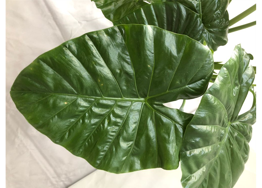 Alocasia macrorrhiza Sarian