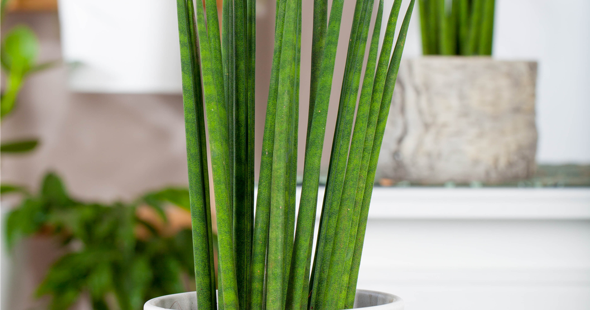 Sansevieria bacularis Mikado T19, Bogenhanf - Grtnerei Schliebener