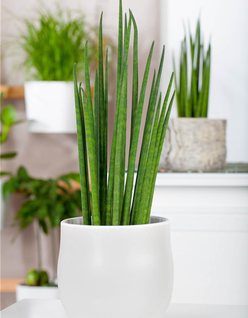 Sansevieria cylindrica Spaghetti