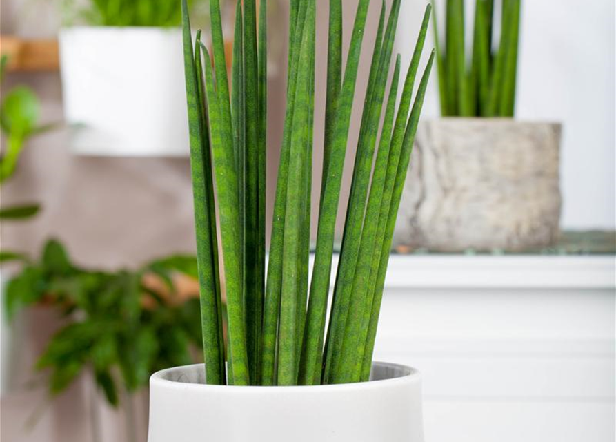 Sansevieria cylindrica Spaghetti