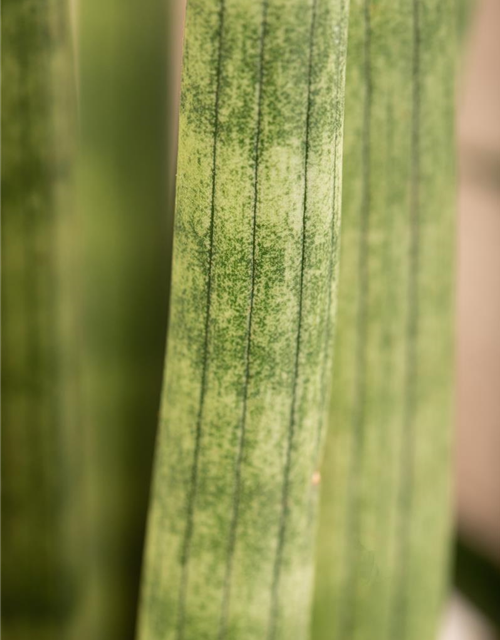 Sansevieria cylindrica Spaghetti
