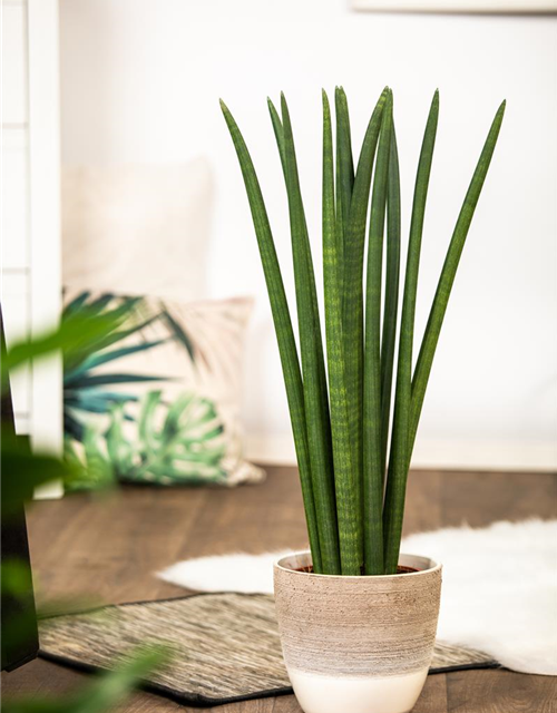 Sansevieria cylindrica Spaghetti