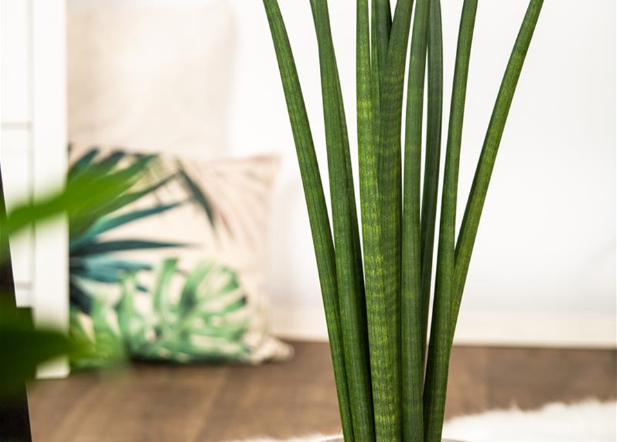Sansevieria cylindrica Spaghetti