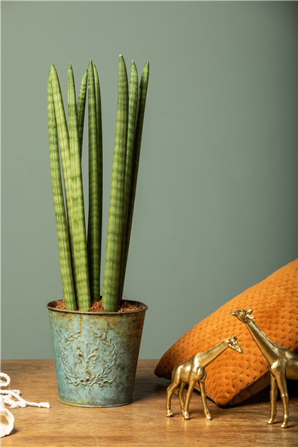 Sansevieria cylindrica Spaghetti, Bogenhanf - Grtnerei Schliebener