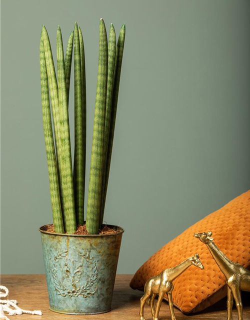 Sansevieria cylindrica Spaghetti