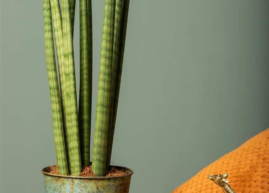Sansevieria cylindrica Spaghetti