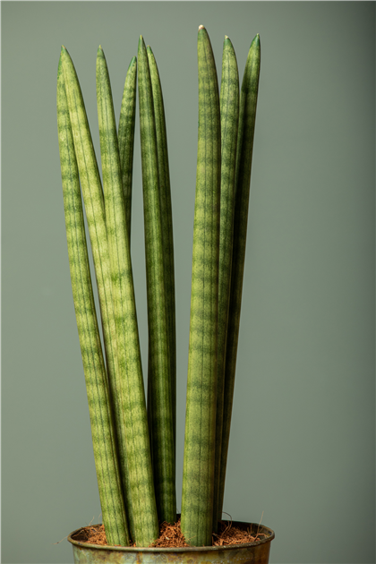 Sansevieria cylindrica Spaghetti, Bogenhanf - Grtnerei Schliebener