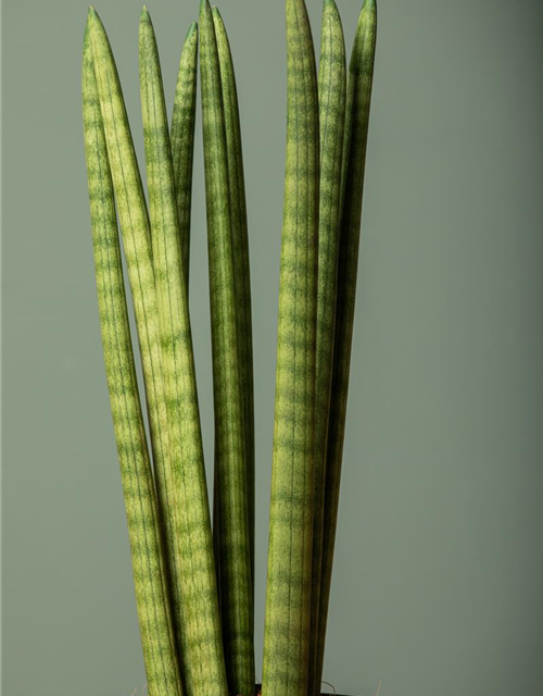 Sansevieria cylindrica Spaghetti