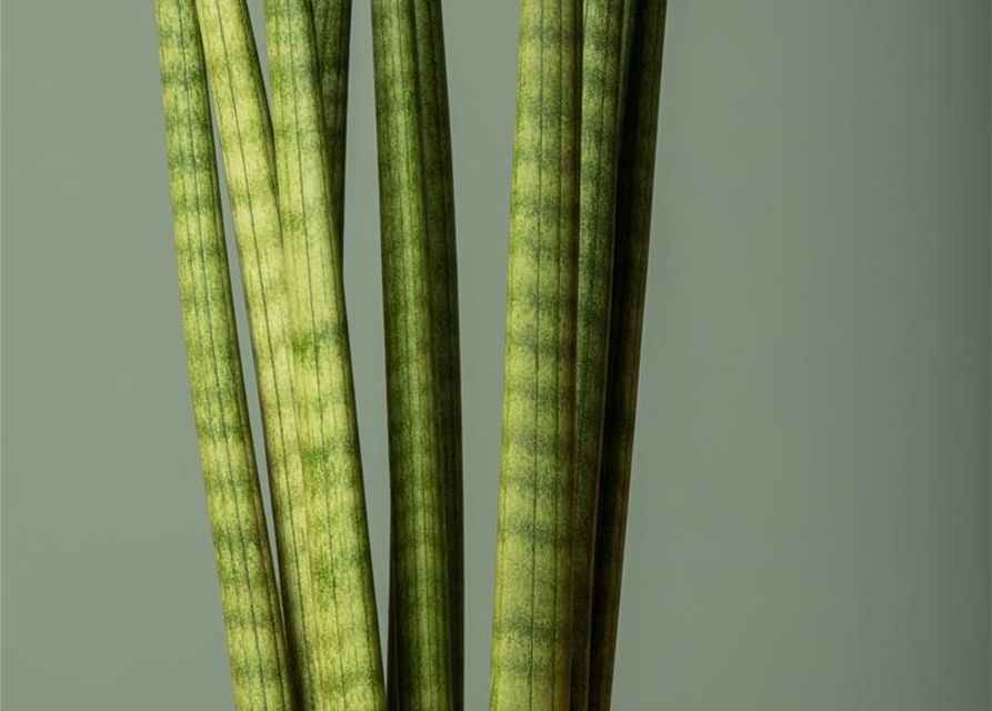 Sansevieria cylindrica Spaghetti