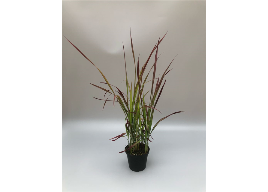Imperata cylindrica Red Baron