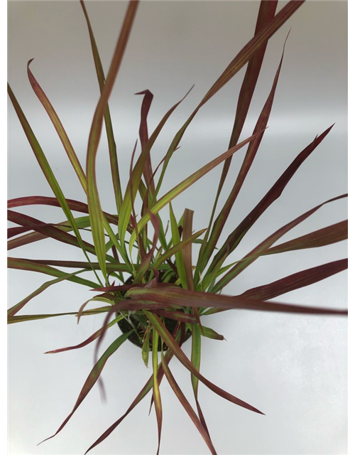 Imperata cylindrica Red Baron