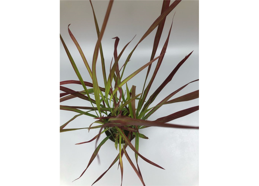 Imperata cylindrica Red Baron