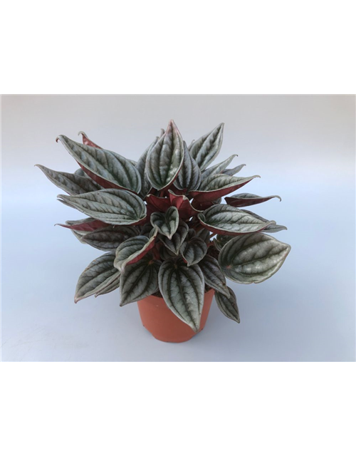 Peperomia caperata Mendoza T11