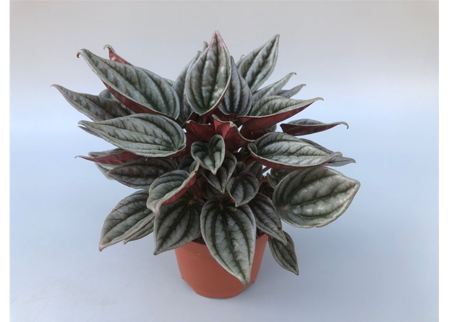 Peperomia caperata Mendoza T11