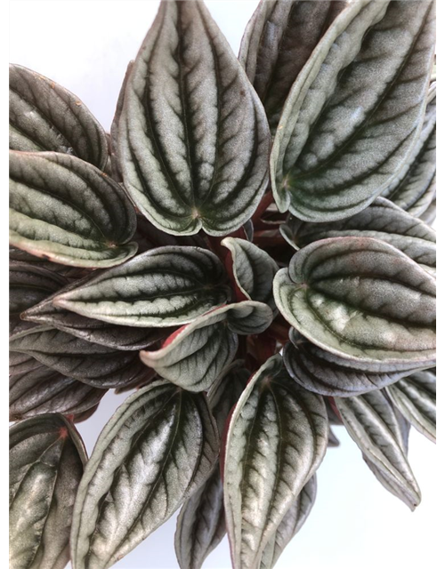 Peperomia caperata Mendoza T11