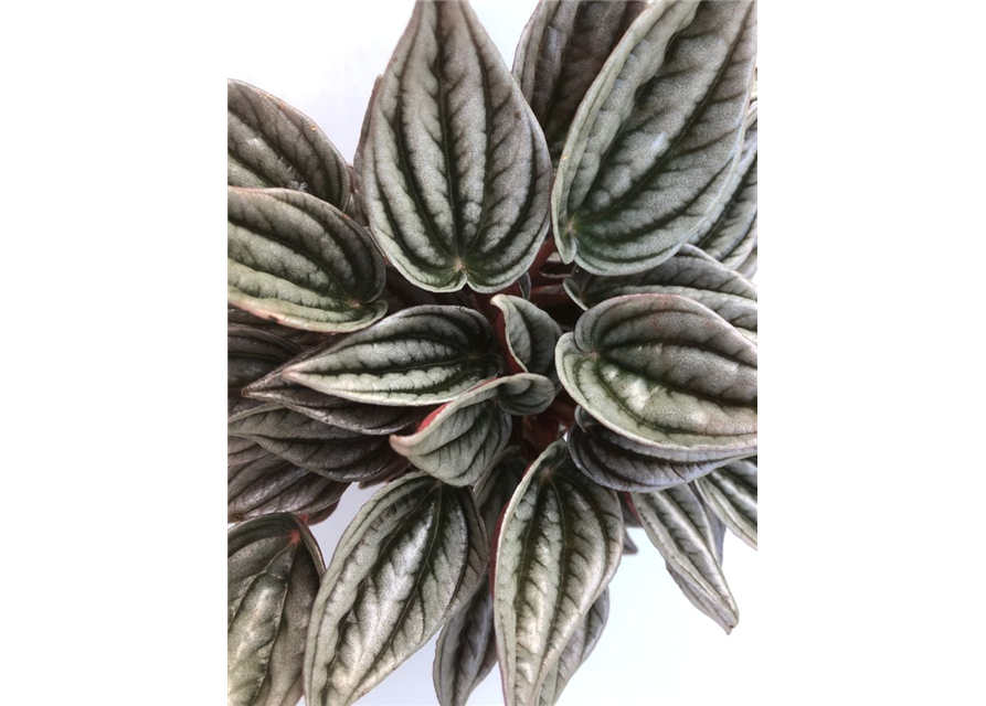 Peperomia caperata Mendoza T11
