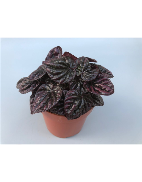 Peperomia caperata Schumi Red T10,5