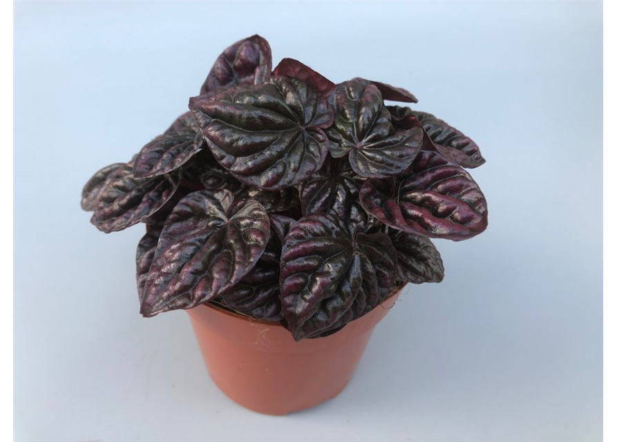 Peperomia caperata Schumi Red T10,5