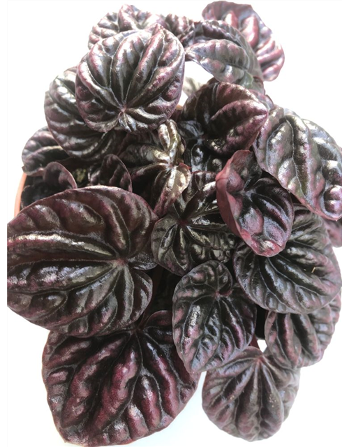 Peperomia caperata Schumi Red T10,5