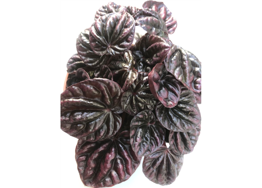 Peperomia caperata Schumi Red T10,5