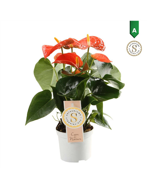 Anthurium andreanum Orange Champion T9