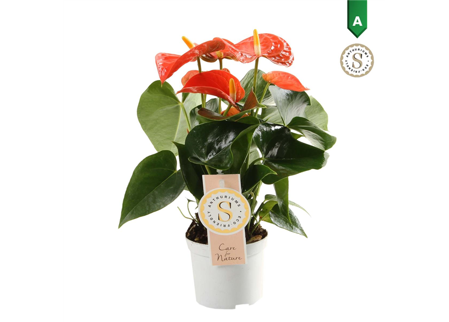 Anthurium andreanum Orange Champion T9