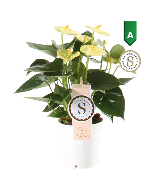 Anthurium andreanum Vanilla Gelb T9