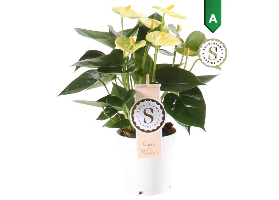 Anthurium andreanum Vanilla Gelb T9