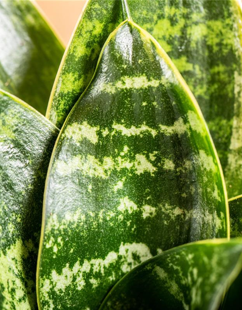 Sansevieria trifasciata Hahnii T9