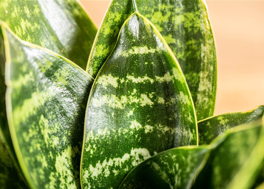 Sansevieria trifasciata Hahnii T9
