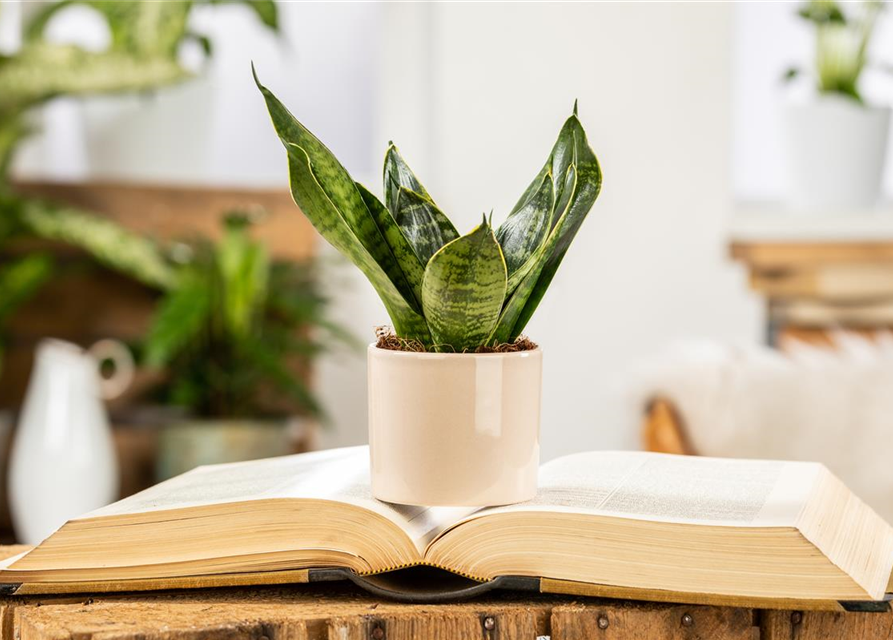 Sansevieria trifasciata Hahnii T9
