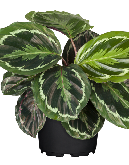 Calathea roseopicta Medallion T12