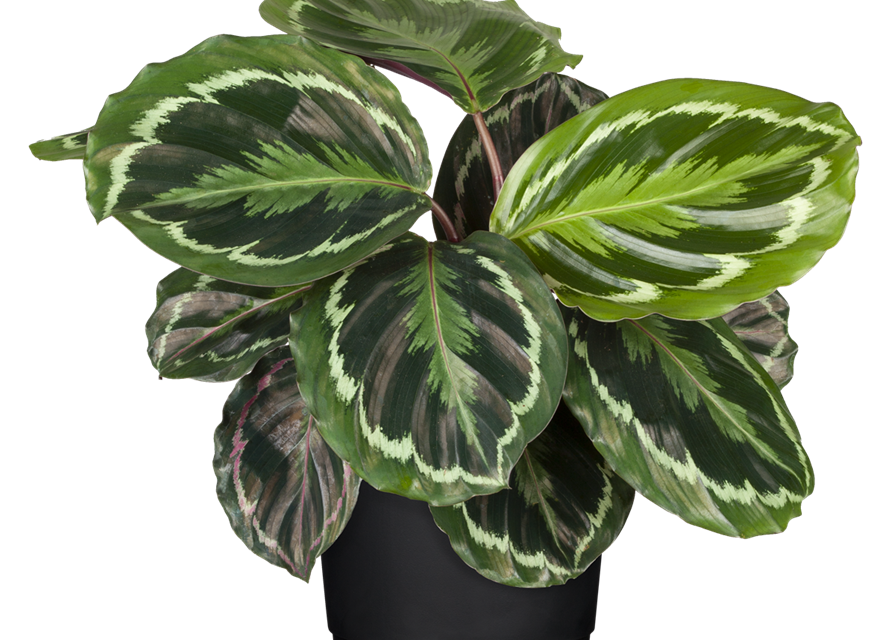 Calathea roseopicta Medallion T12