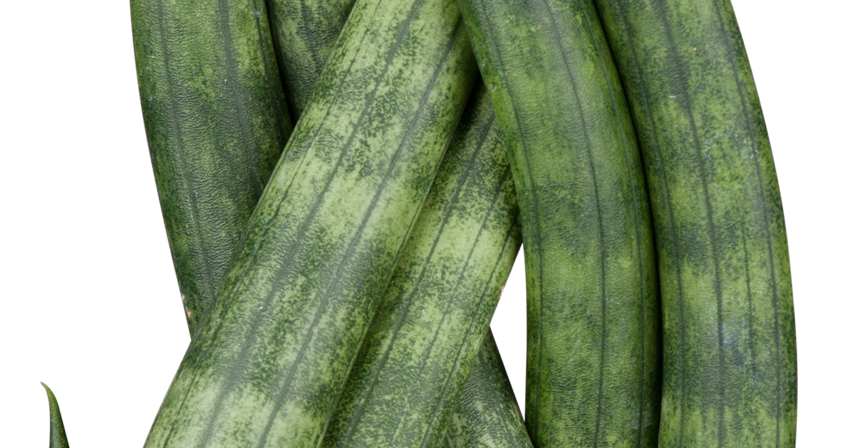 Sansevieria cylindrica geflochten T11, Bogenhanf Easycare - Grtnerei  Schliebener