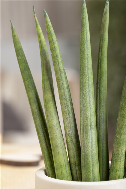 rasendnger fr thuja Purgrn Thuja-Brabant-Dnger 1 kg