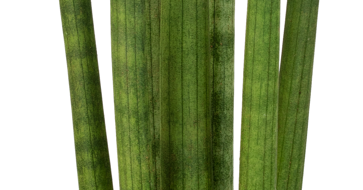 Sansevieria cylindrica Spaghetti T17, Bogenhanf Easycare - Grtnerei  Schliebener