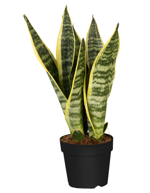 Sansevieria trifasciata Laurentii