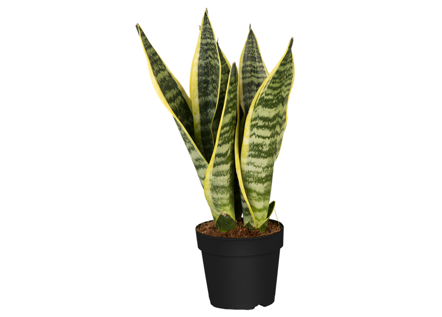 Sansevieria trifasciata Laurentii