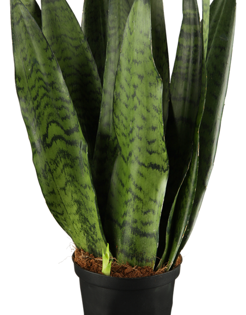 Sansevieria trifasciata Zeylanica T17