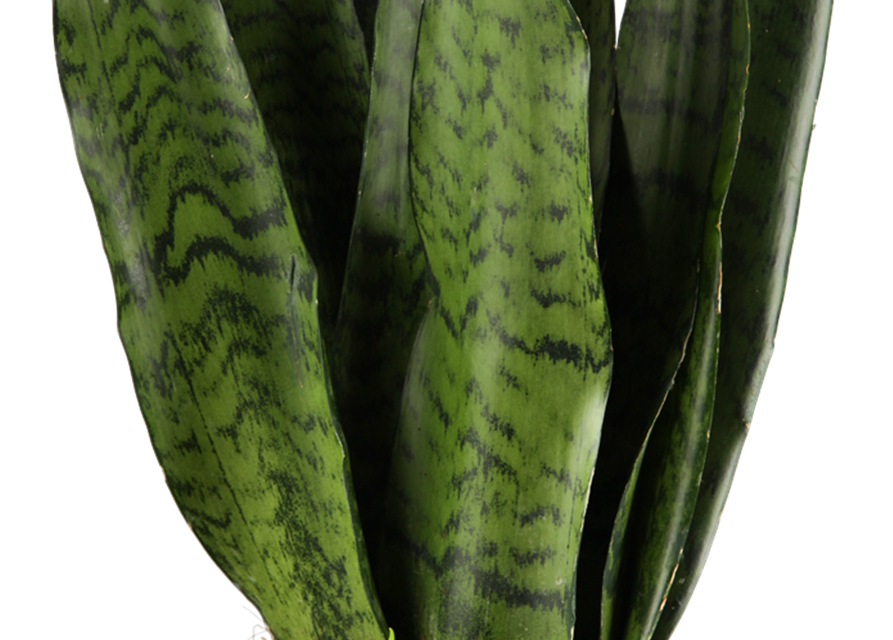 Sansevieria trifasciata Zeylanica T17