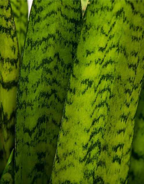 Sansevieria trifasciata Zeylanica T17