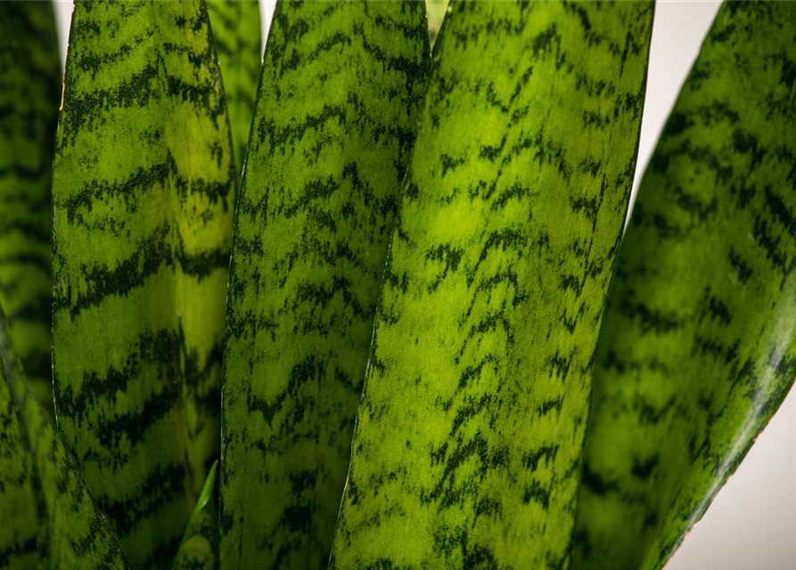 Sansevieria trifasciata Zeylanica T17